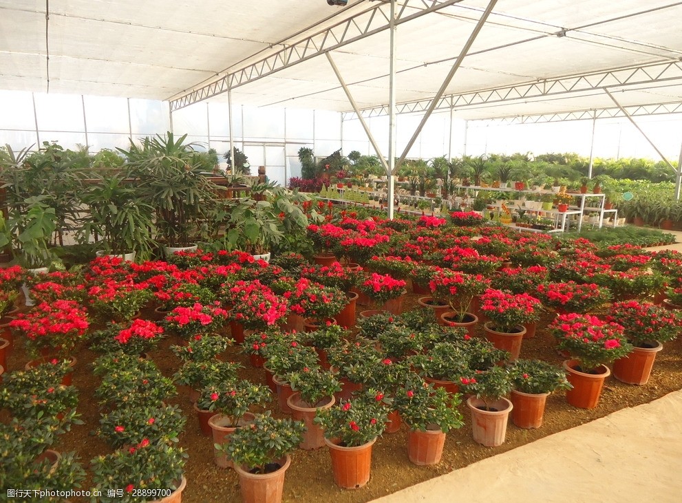 花卉生產是龐各莊農業(yè)的又一特色產業(yè)